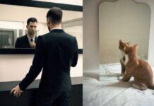 Los gatos más sexies del mundo 2