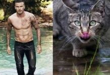 Los gatos más sexies del mundo 7