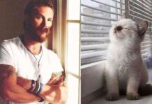 Los gatos más sexies del mundo 8