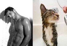 Los gatos más sexies del mundo 9