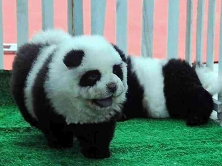 En China ya no comen perros, los pintan como pandas