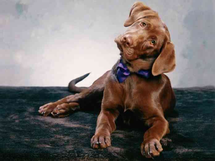 Perros adiestramiento