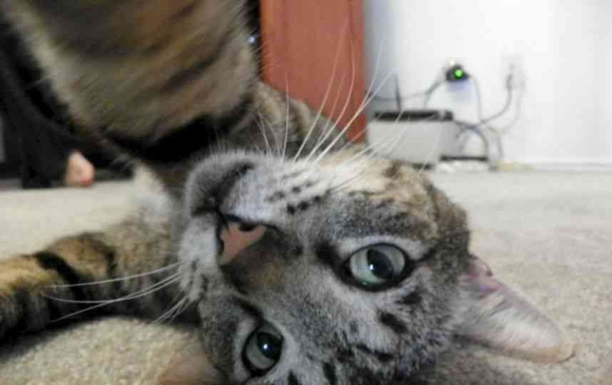 Selfie con gato