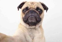 Selfies perros 1