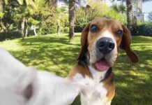 Selfies perros 3