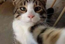 Selfies perros 4