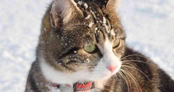 Gatos protección humanos