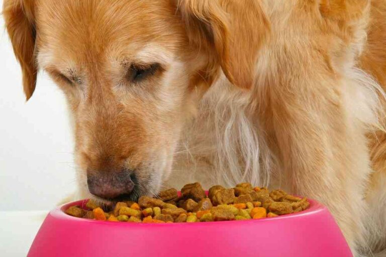 Croquetas: una opción económica en alimento para perros