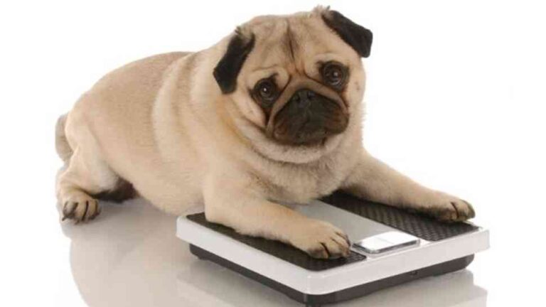 Señales inequívocas de que nuestro perro tiene sobrepeso