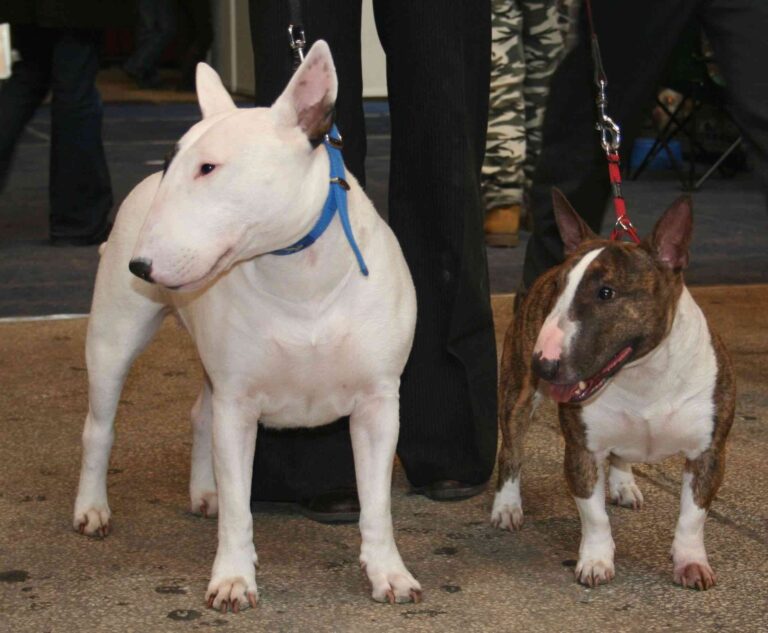 El Bull Terrier como mascota