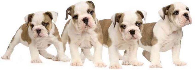 Bulldog Inglés: lo que no sabías de la raza