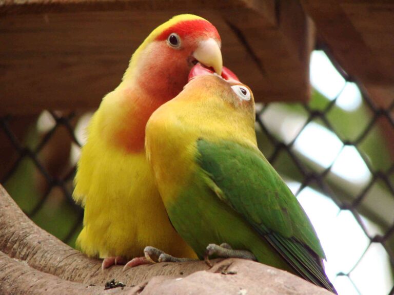 Qué cuidados básicos deben tener los pájaros