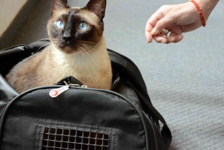 Cómo viajar en coche con tu gato