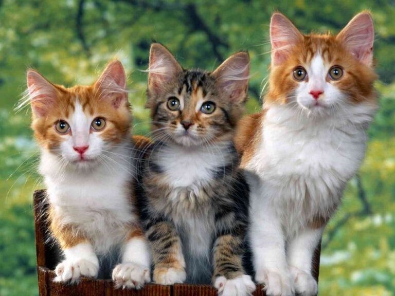 Cómo adiestrar a un gato
