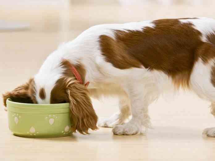 puppy eating from dog dish