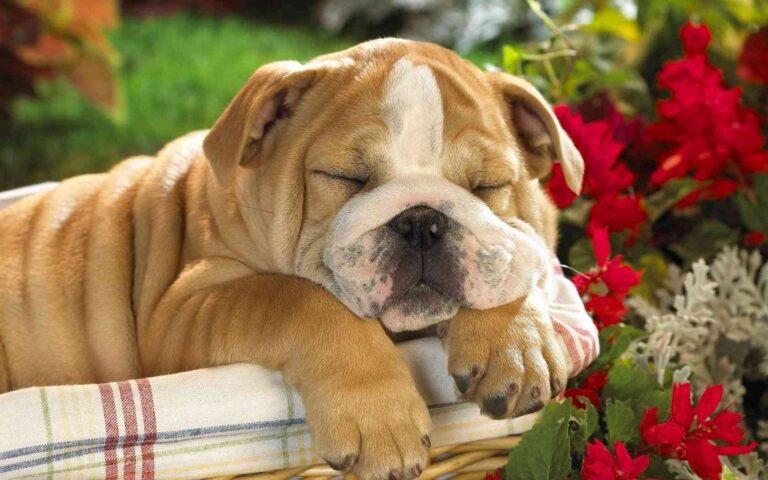 Clases de perros bulldog