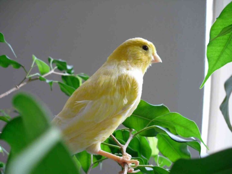 Cuáles son los mejores pájaros para tener como mascota