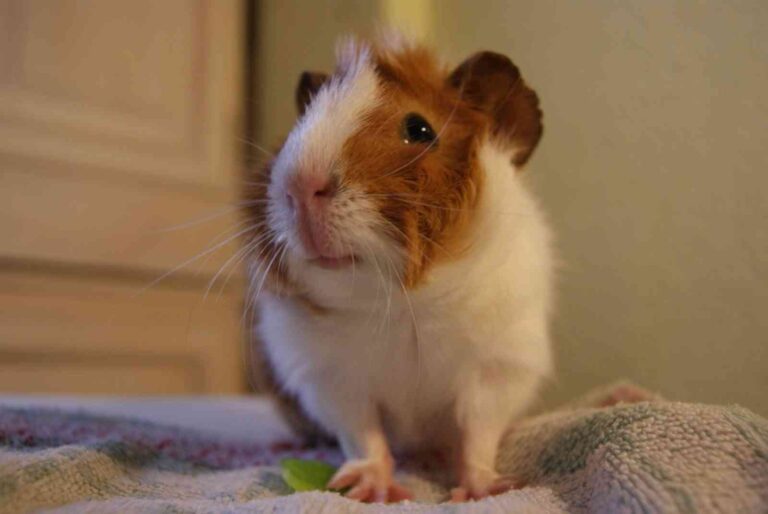 Clases de cobayas según su pelo