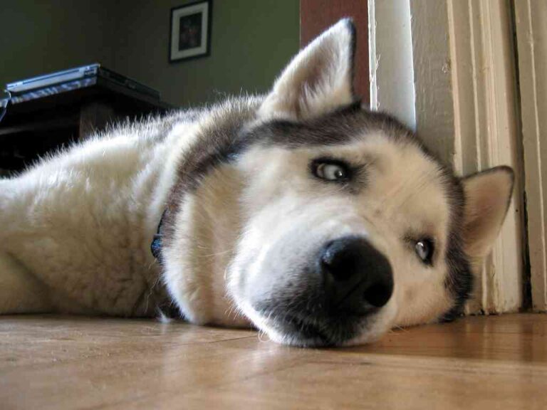 Cómo actuar si tu perro está deprimido