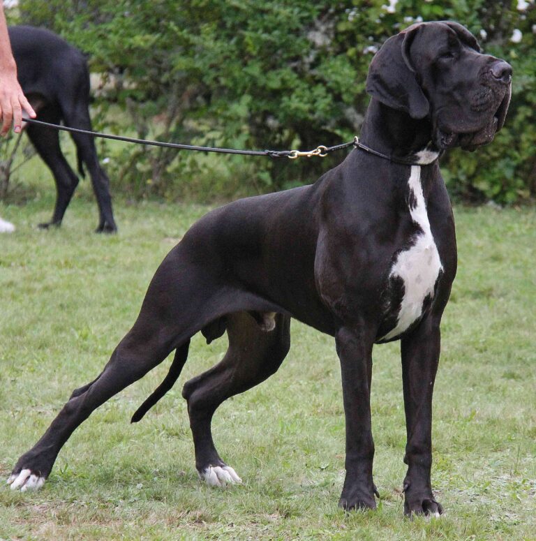 El Dogo Alemán o Gran Danés