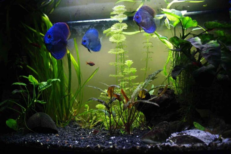 Consejos para evitar el estrés en los peces