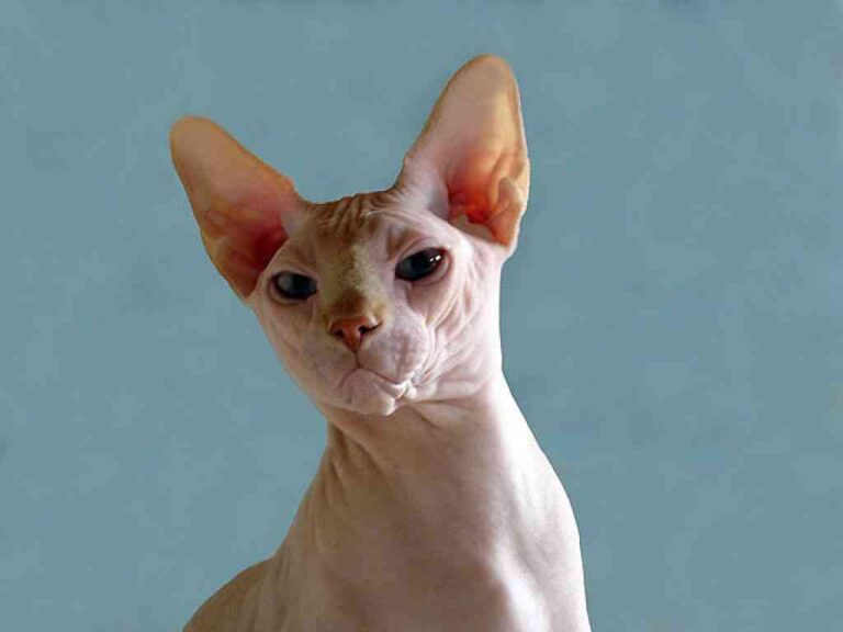 Conoce un poco más del gato egipcio