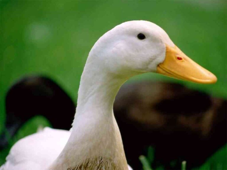 Tener un pato como mascota