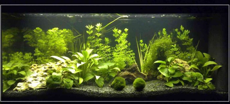 Aprende a elegir las plantas adecuadas para tu acuario