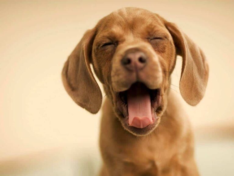 Cómo afectan los ruidos a las mascotas