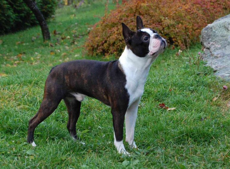 El boston terrier