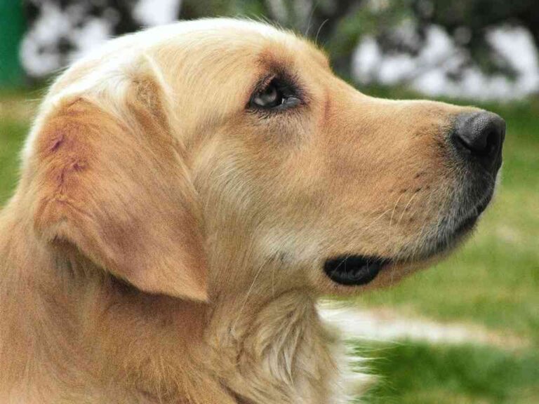 Motivos por los que no debes abandonar nunca a un perro