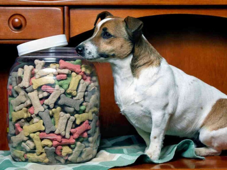 Alimentos recomendados para tu perro