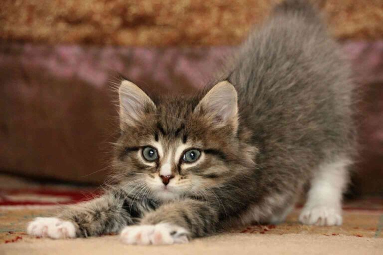 Cómo evitar que tu gato arañe toda la casa