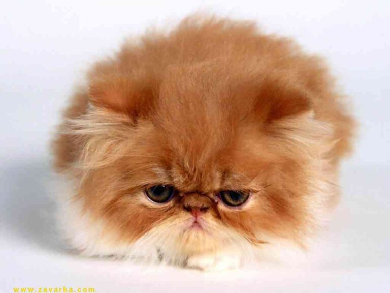 La caída del pelo en los gatos