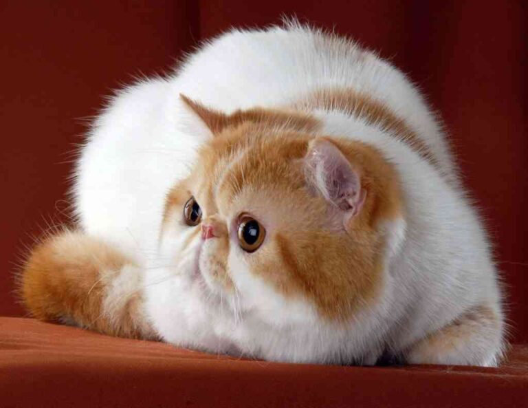 El gato exótico de pelo corto