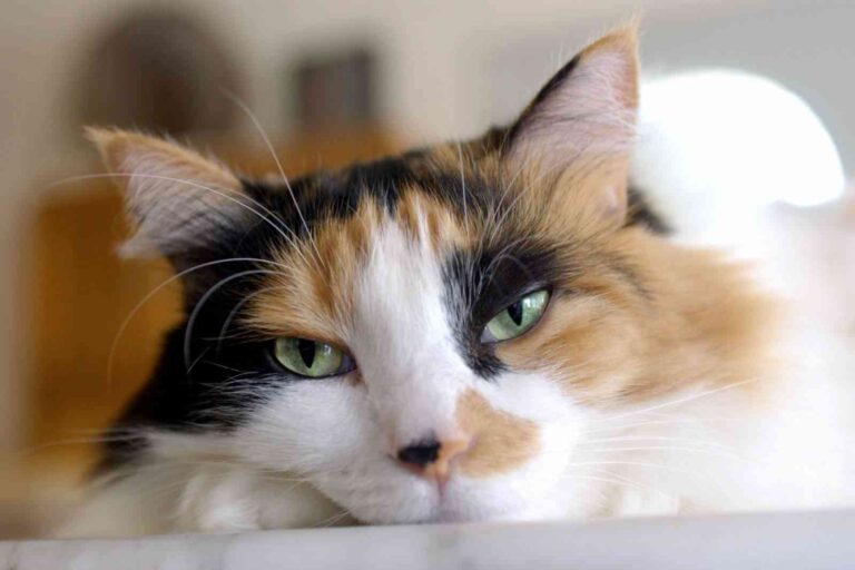 Consejos para dejar tu gato solo en casa