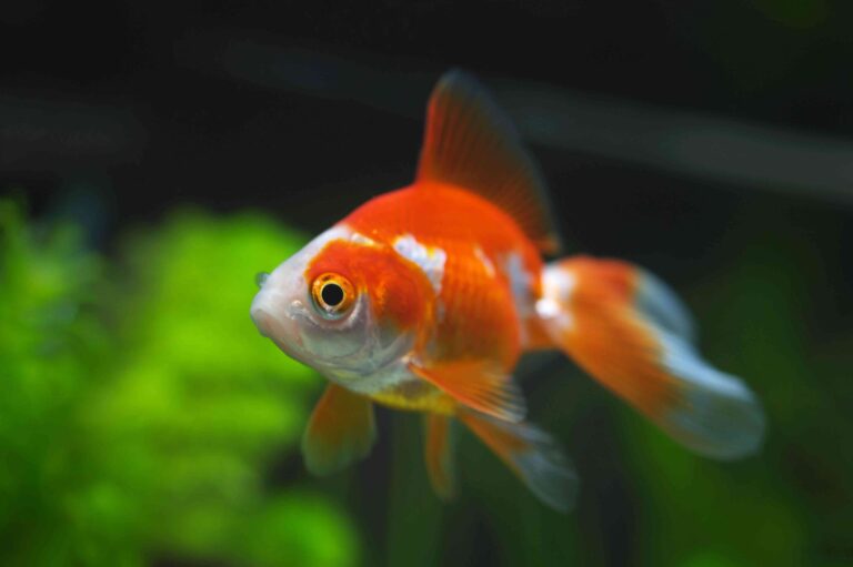 Los peces ideales para tu acuario