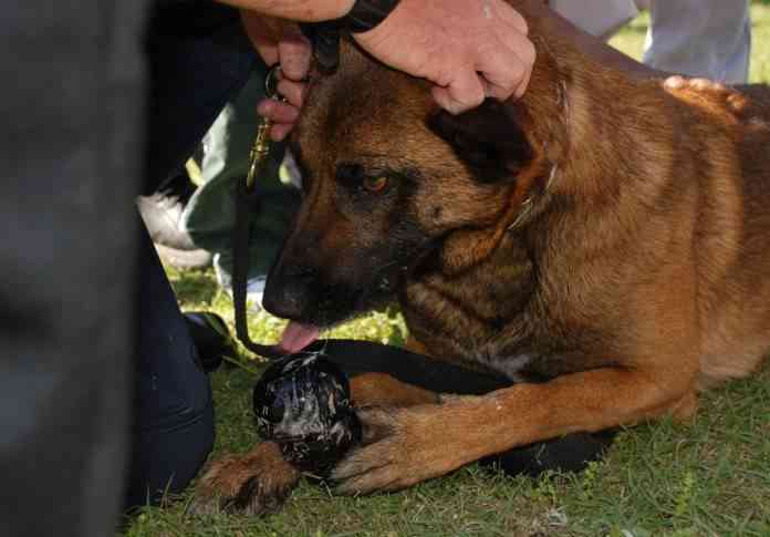 Arnés Hi-Tech comportamiento mascotas