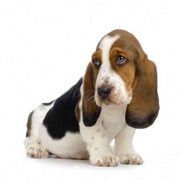 Basset Hound