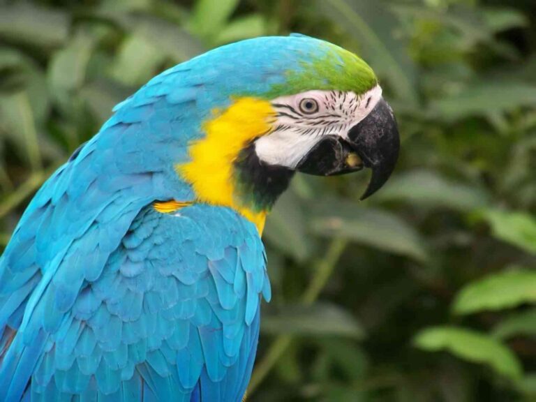 Cómo alimentar a un guacamayo