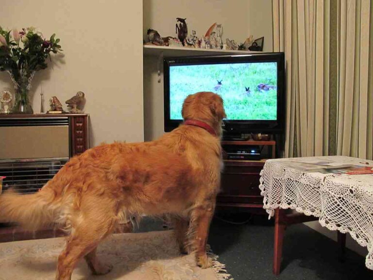 Presentan una inédita televisión para perros en Alemania