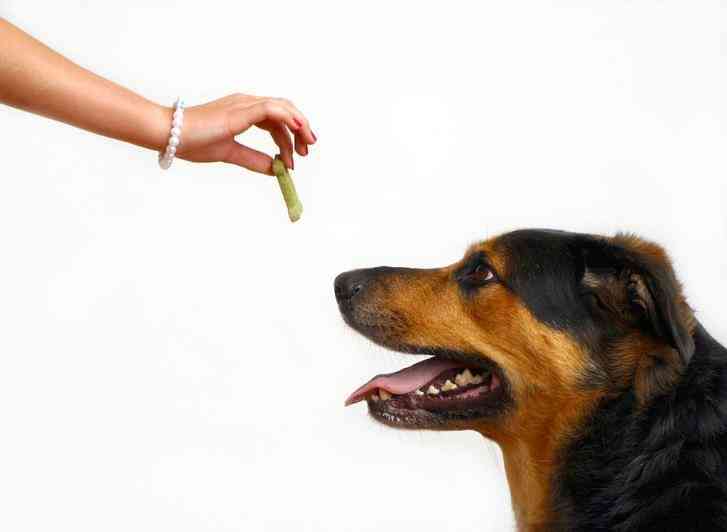 5 trucos para adiestrar un perro