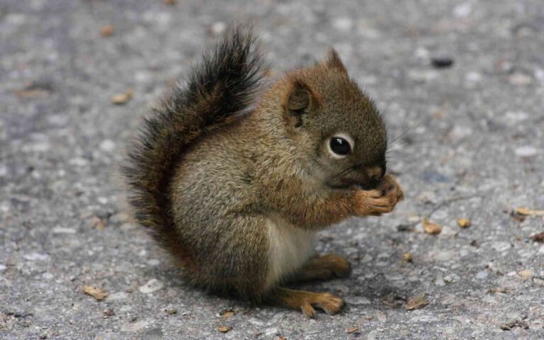 La ardilla, una mascota diferente