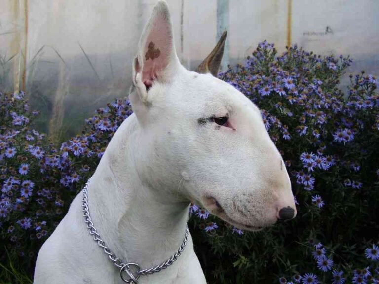 El bull terrier