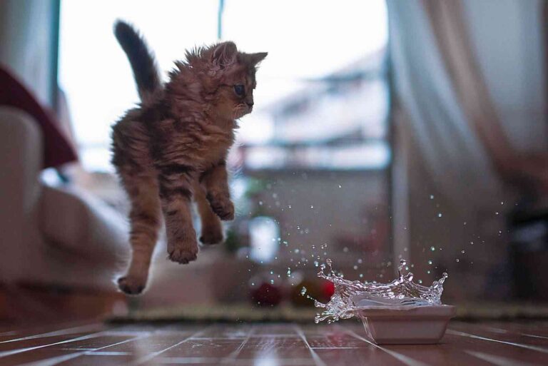 Cómo utilizar el champú seco para gatos