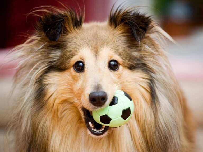 Cinco cuidados básicos que debes saber sobre tu perro