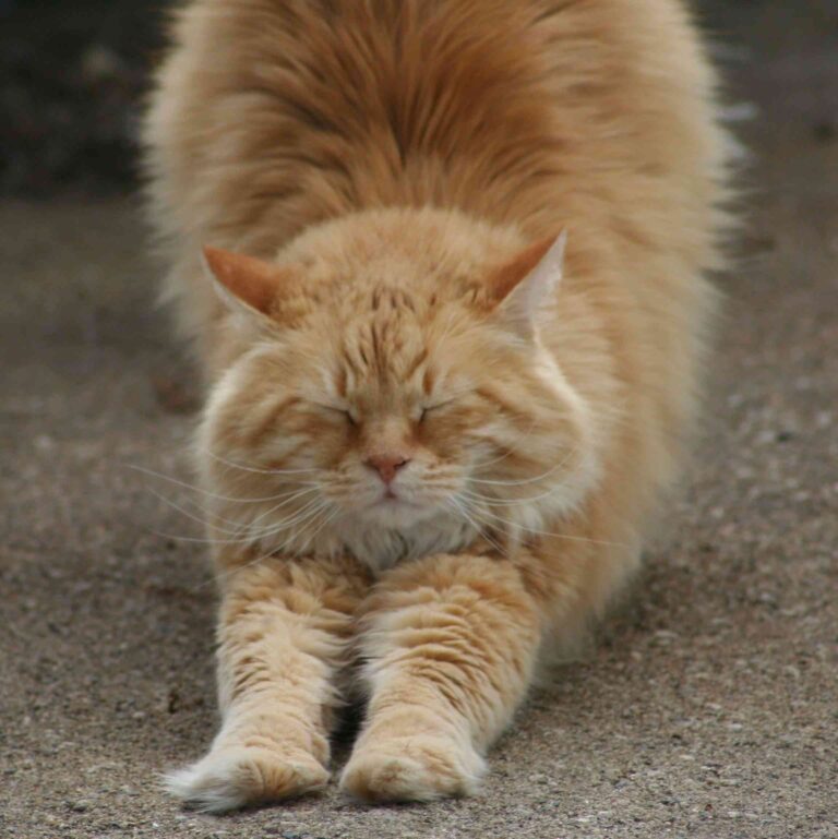 Cómo cuidar a un gato mayor