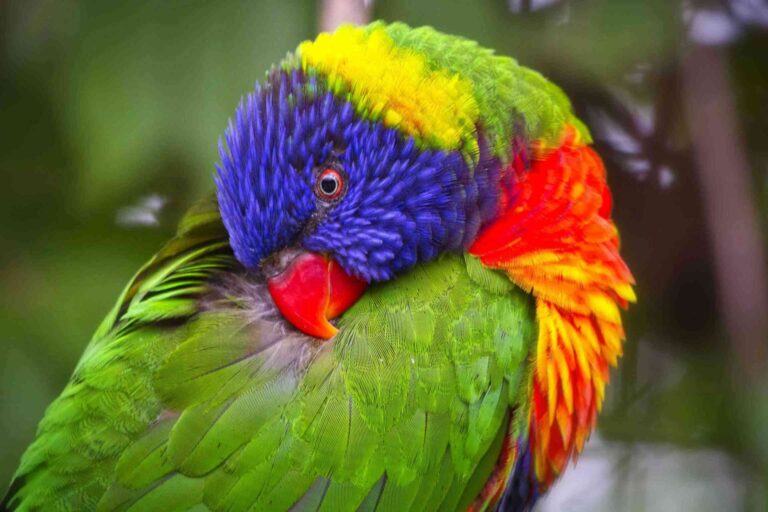 ¿En qué consiste el picaje en las aves?