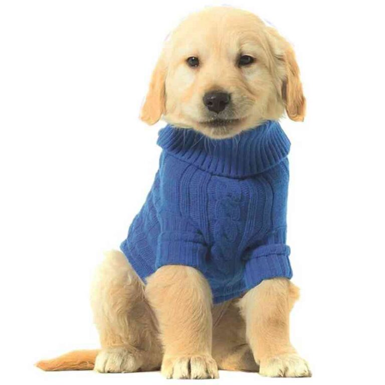 ¿Es necesario vestir a los perros?