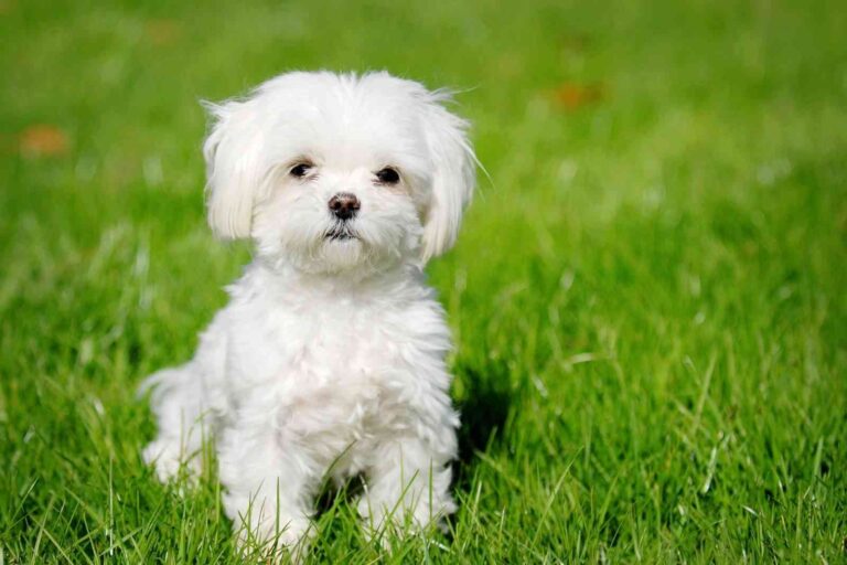 Curiosidades sobre el Bichón Maltés: las mejores